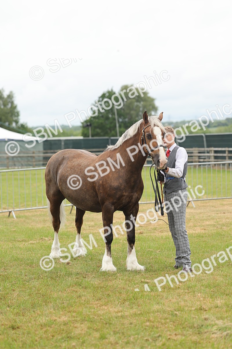SBM_04914 - Class 50-57 - M&M Welsh Pony In Hand