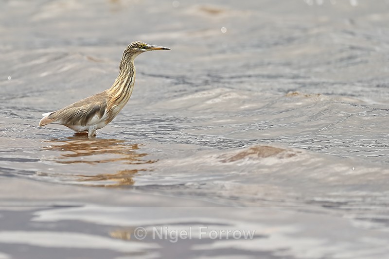 Javan Pond Heron (juvenile), Bali, Indonesia - Javan Pond Heron