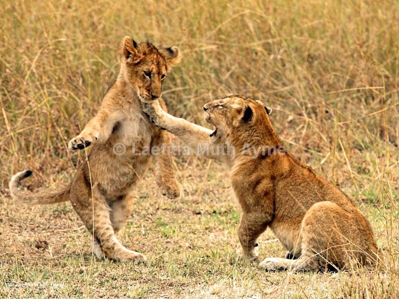 IMG_2162 Maasai Mara - Lions