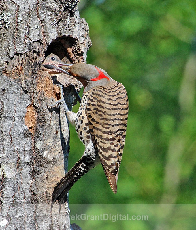 Open Wide! Northern Flicker Feeding Chick
