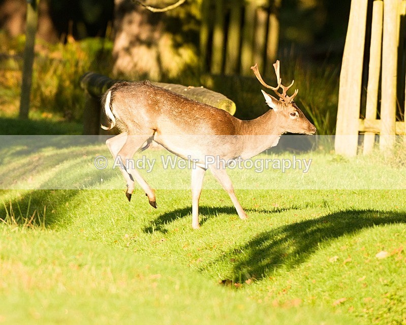 20111015-_MG_7211 - Fallow Deer