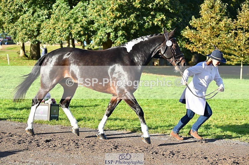 231022-100104-22181 - 475-ANDY.MAC-Hannah.COLMER-TrotUp+SJ