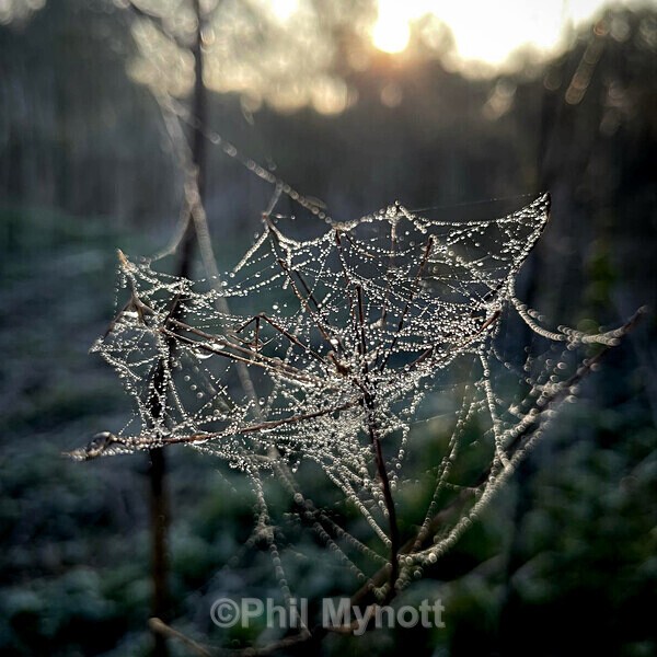 PhotoMynottART055 - Photo Mynott ART Images