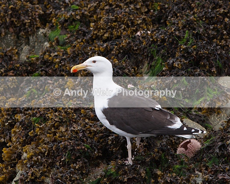 20090622-Scotland 151 - Great Black-backed Gull
