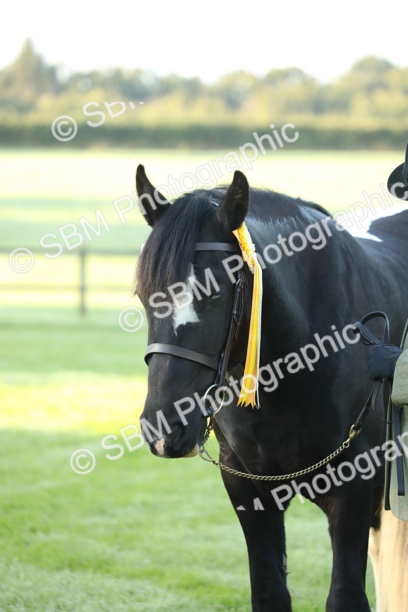 SBM_57885 - S42 - Youngstock