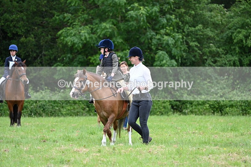 WJ7_4005 - Class 14A Handsome Gelding