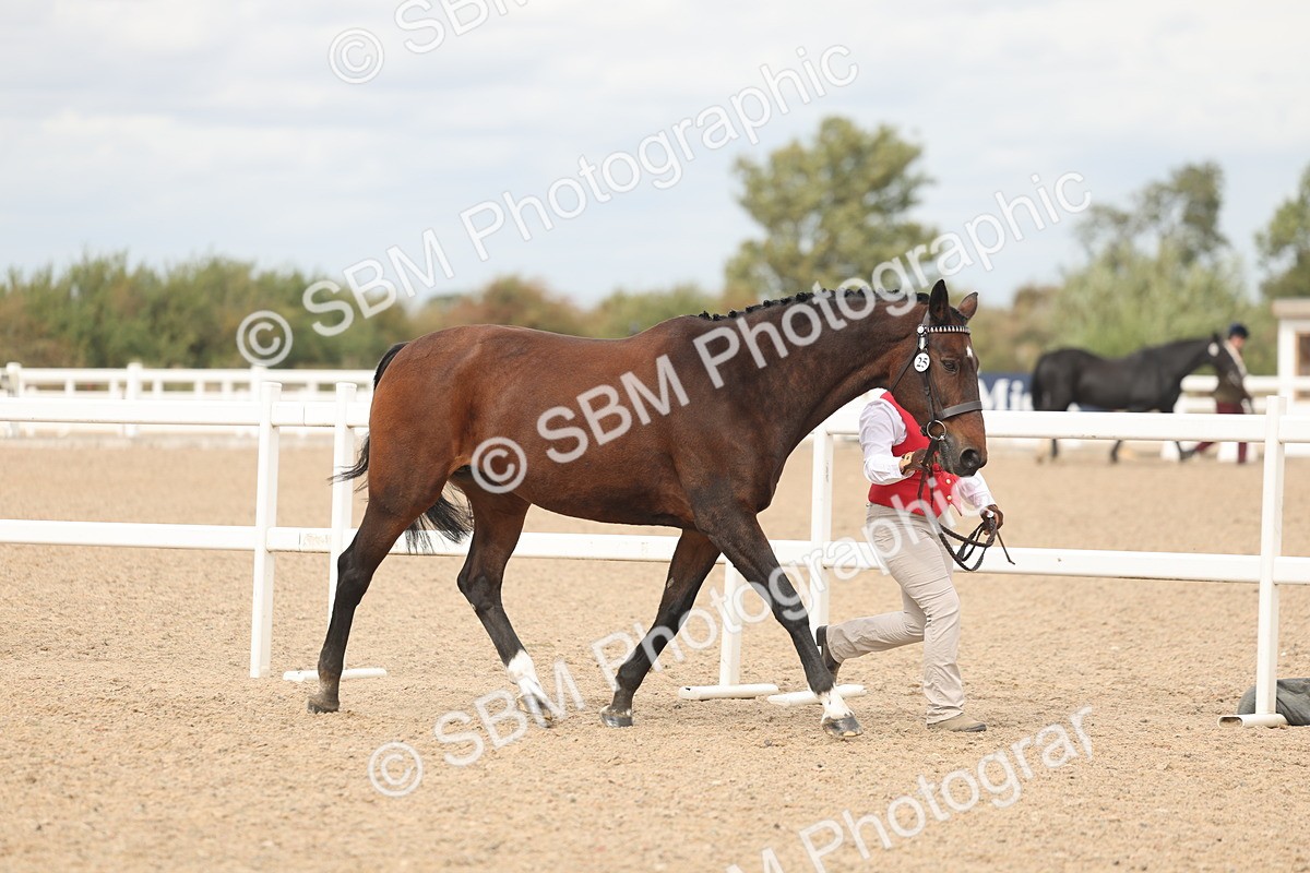 SBM_16973 - Class 312 - IH Competition Horse-Pony