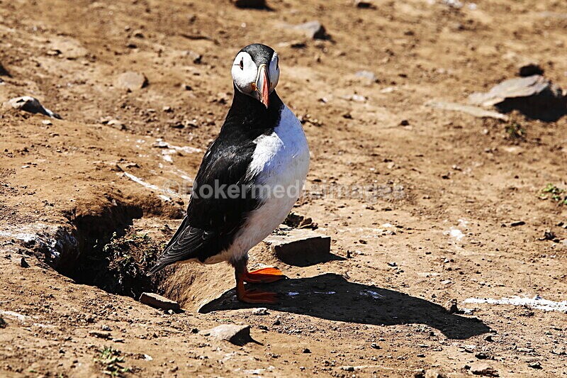 _56A7023 - Skomer 2019