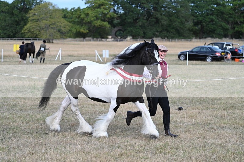 WJ7_8450 - In-hand Championship