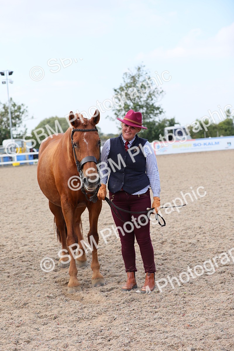 SBM_15886 - Class 312 IH Competition Horse/Pony