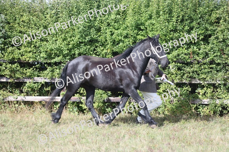 20250831-1599 - Class 22 - Mountain and Moorland Inhand