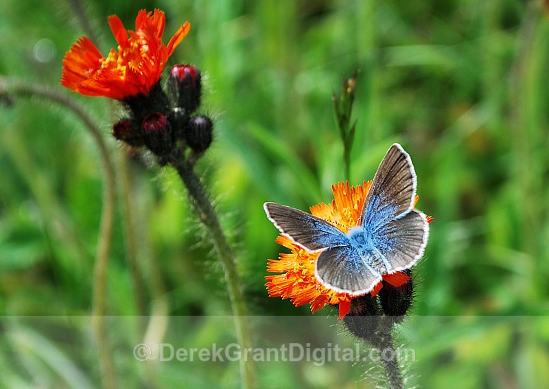 Glaucopsyche lygdamus - Butterflies & Moths of Atlantic Canada