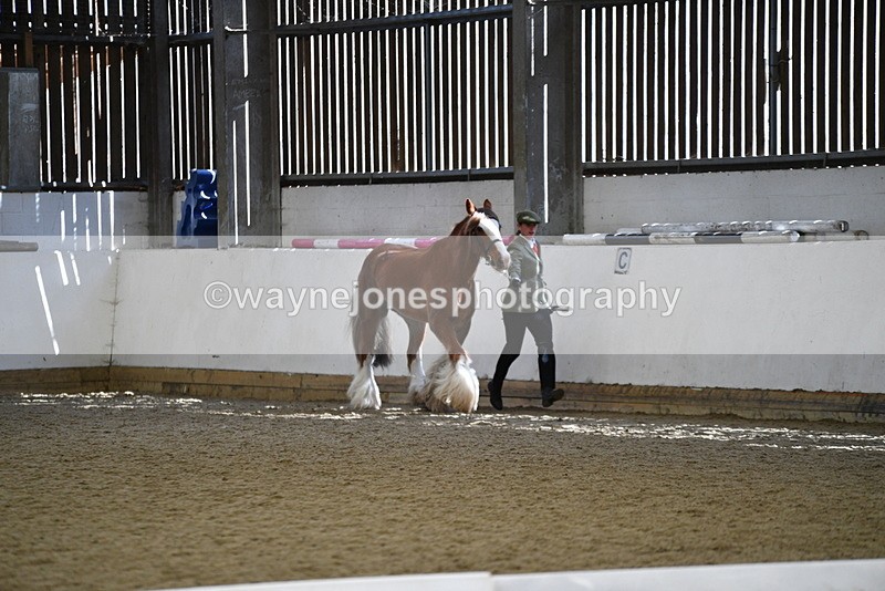 WJ5_5301 - Class 8 In hand cob