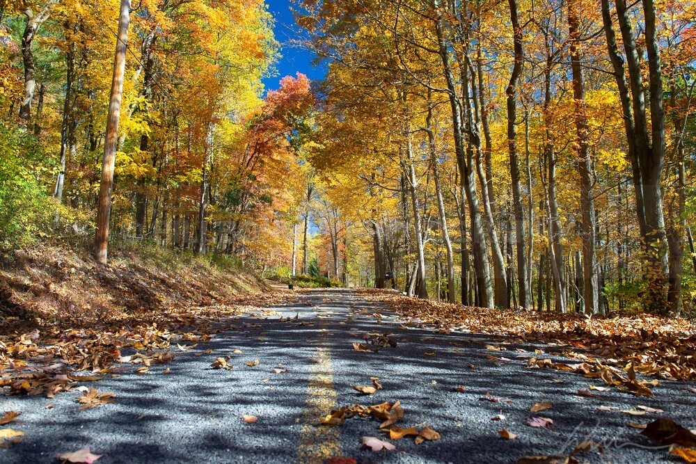 DSC_1975 - Autumn