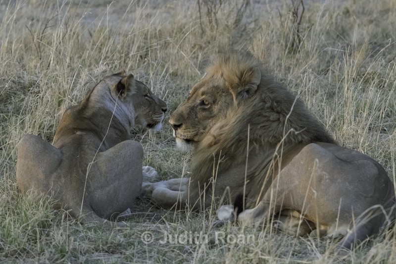 Lion Pair - Namibia 2022