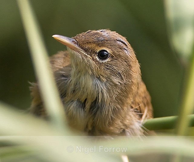 Reed Warbler close-up at Otmoor - Reed Warbler