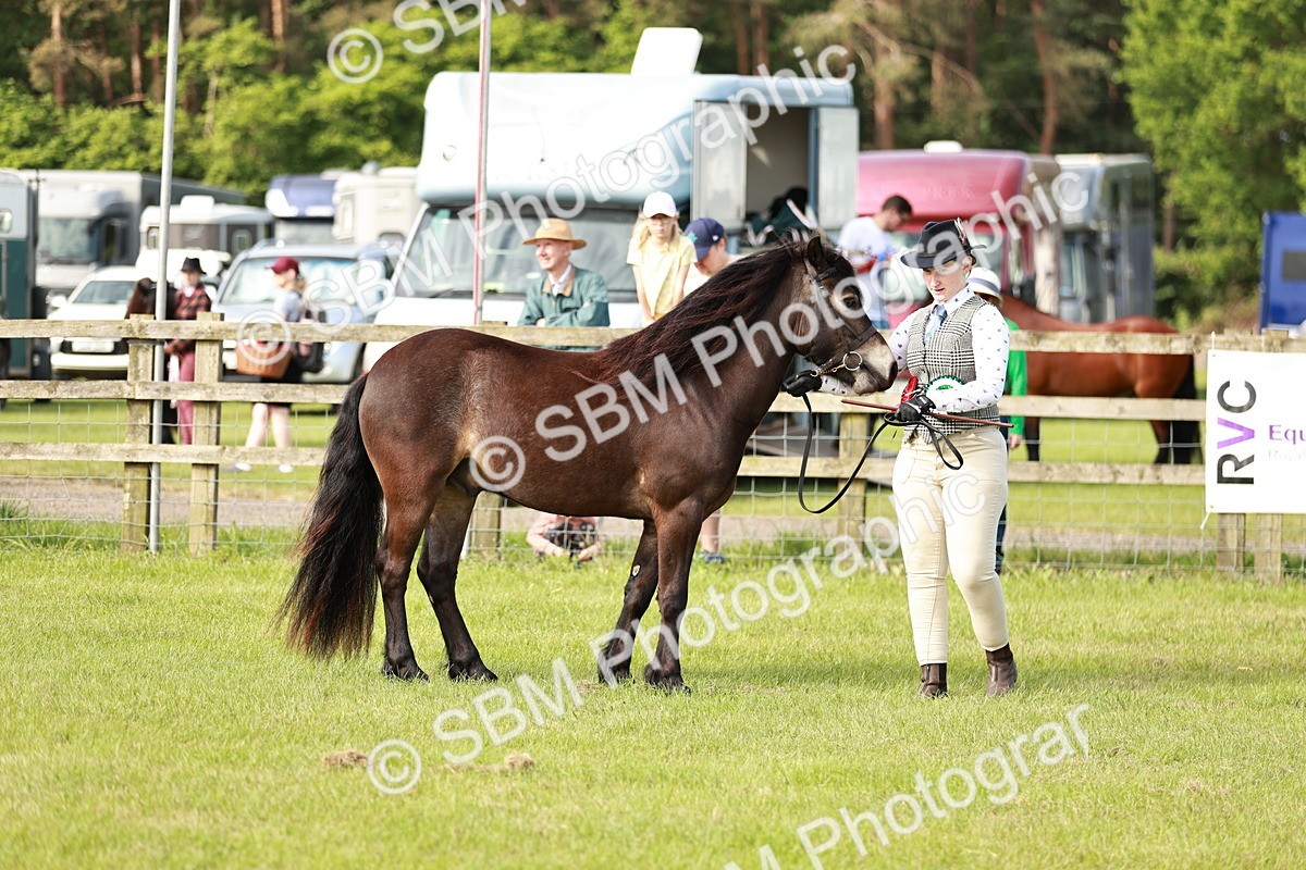 SBM_00640 - Class 14-23 - Mountain & Moorland In Hand Non Welsh