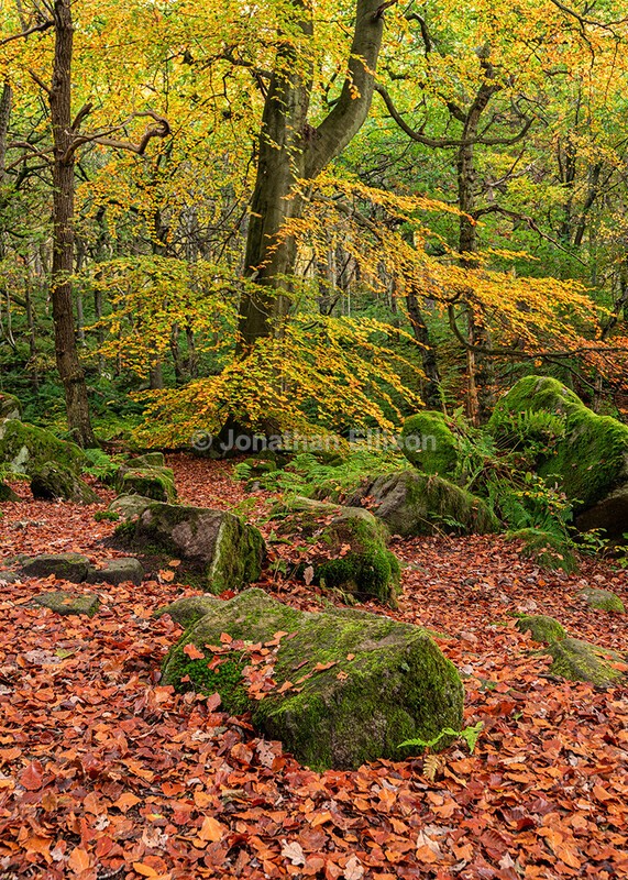 Padley Gorge - The Peak District