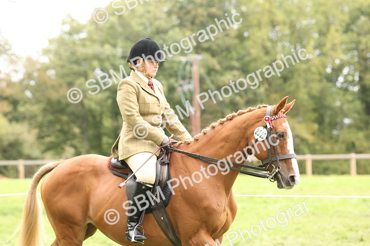 SBM_64136 - S65 - Riding Horse & Hack & Thoroughbred Ridden