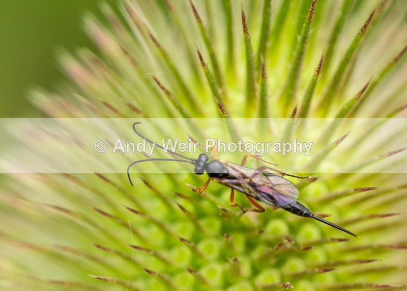 20160726-3K8A5968 - Insects