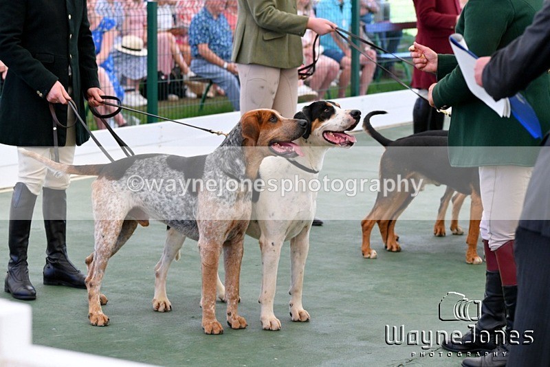 WJ5_0763 - Berks & Bucks at the Great Yorkshire Show 2025