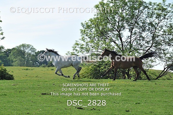 DSC_2828 - ARCHIVE REQUEST - Quincy and Guinness