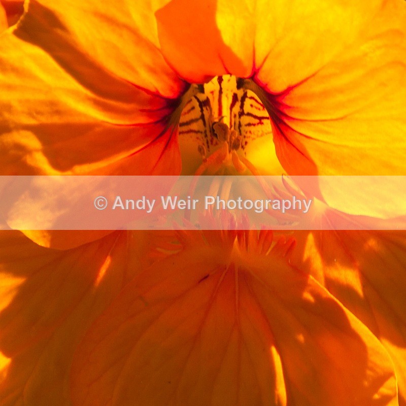 20110603-IMG_4532-457 - Plants & Flowers