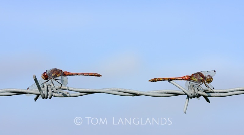 Common Darter - Macro