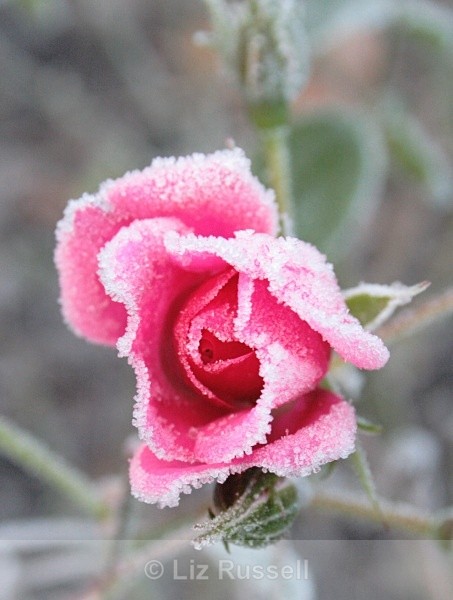 Precious - pink frosted rose - Flora