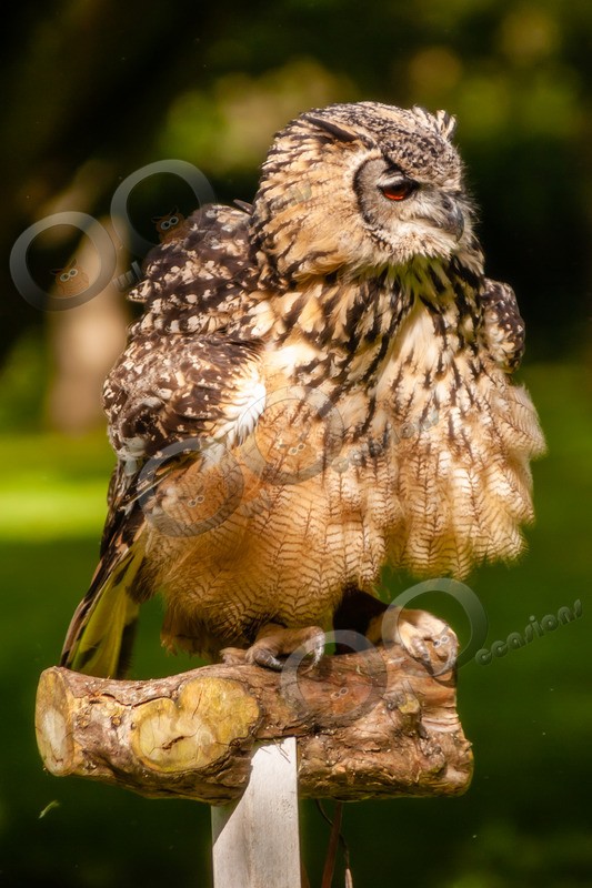Indian eagle owl bubo bengalensis_2079 - Owls of the World