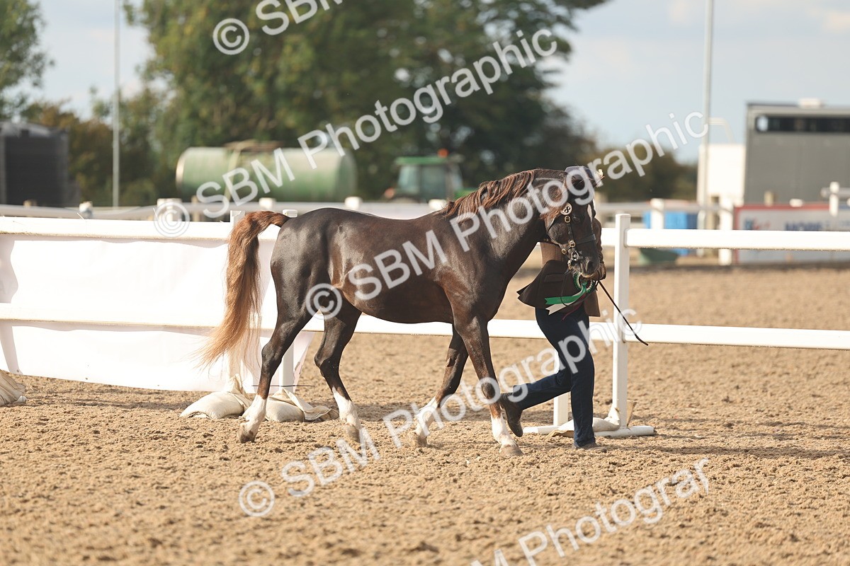 SBM_08612 - Class 29 - IH Veteran Pony