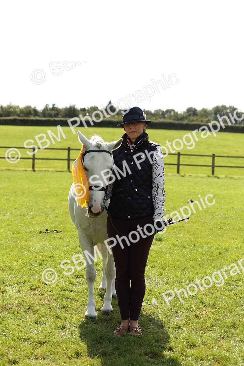 SBM_65624 - S48 - Show Pony & Show Hunter Pony In Hand