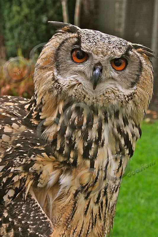 Bengal Eagle Owl