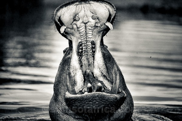 Hippopotamus, Meru, Kenya