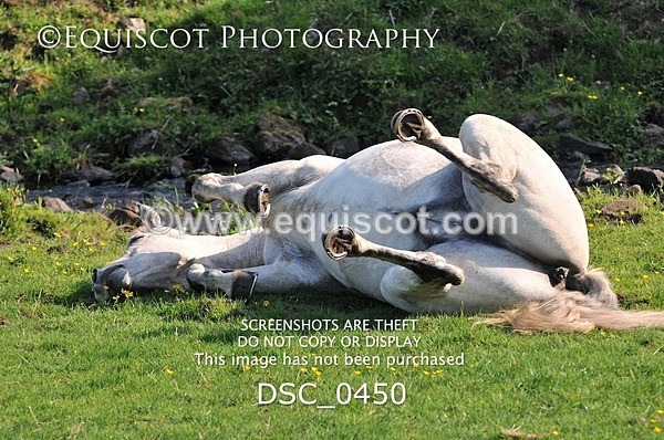 DSC_0450 - ARCHIVE REQUEST - Quincy and Guinness