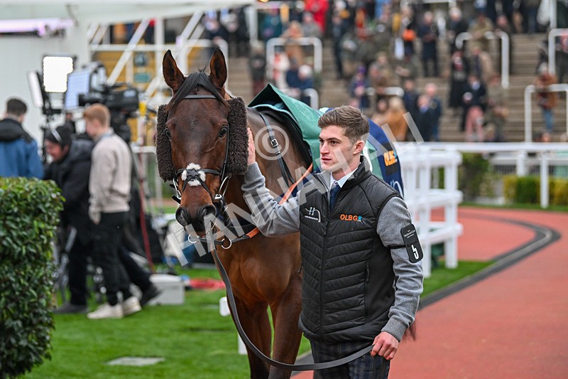 151124-Race 6-Paddock-Balhambar-8499 - Race 6