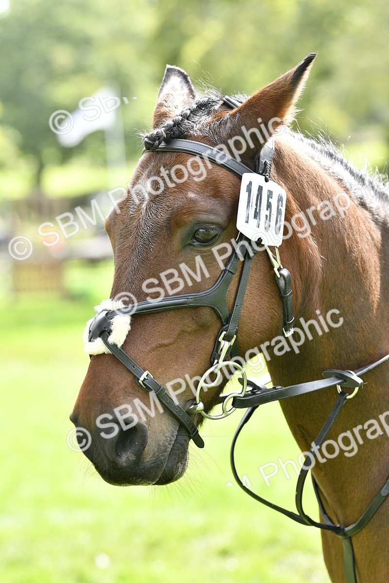 SBM_45617 - S33 - Working Hunter Pony