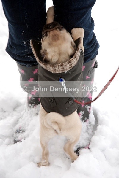 December Snow 5 - Walking the Dog