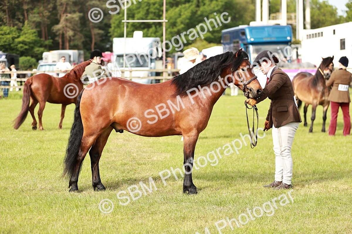 SBM_00477 - Class 14-23 - Mountain & Moorland In Hand Non Welsh