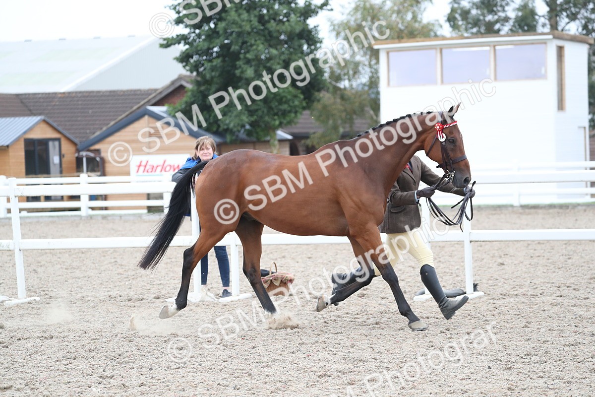 SBM_17906 - Class 317 IH Pure bred Horse/Pony