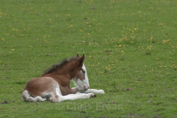 ryecroft-20 - Clydesdales 2013 Include Foals