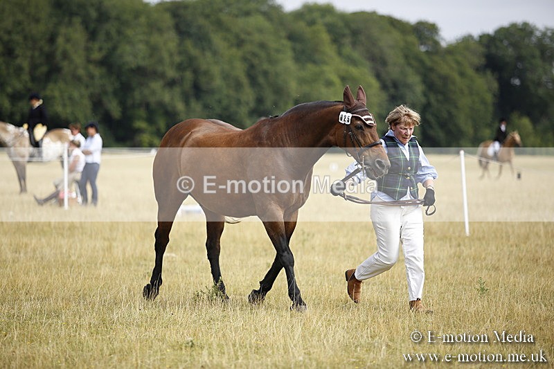 _C7A9396 - BVRC Sow 2018 Ring 2