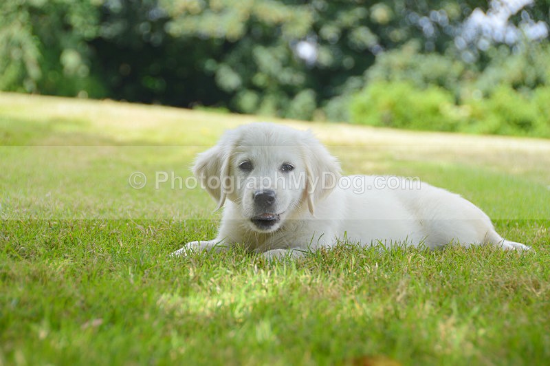  - Golden Retrievers