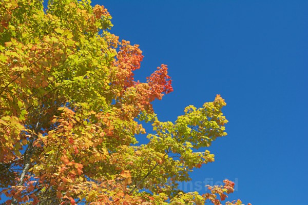 Autumn Colour - Nova Scotia, Canada