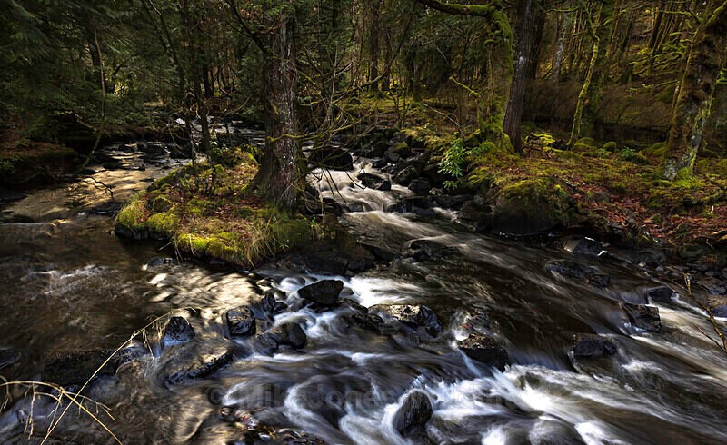 AROS PARK DEC 22 - LATEST... Isle of Mull Otters and Landscapes December 2022 & Seal Pups from Donna Nook, Lincs