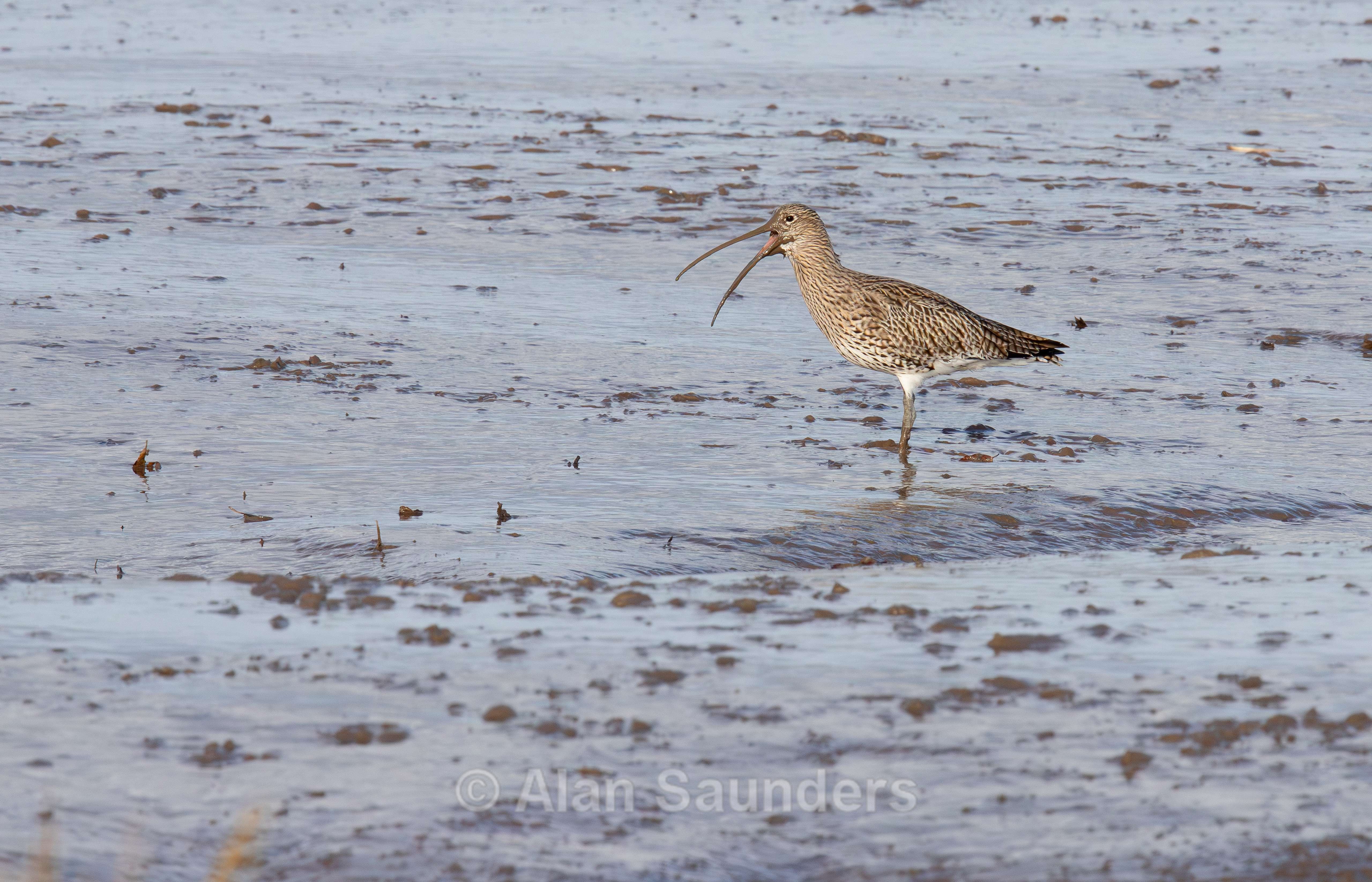 Eurasian Curlew 27