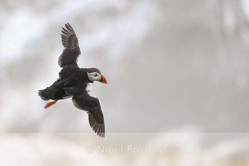 Puffin wings spread in flight high above sea, Bempton Cliffs - Puffin