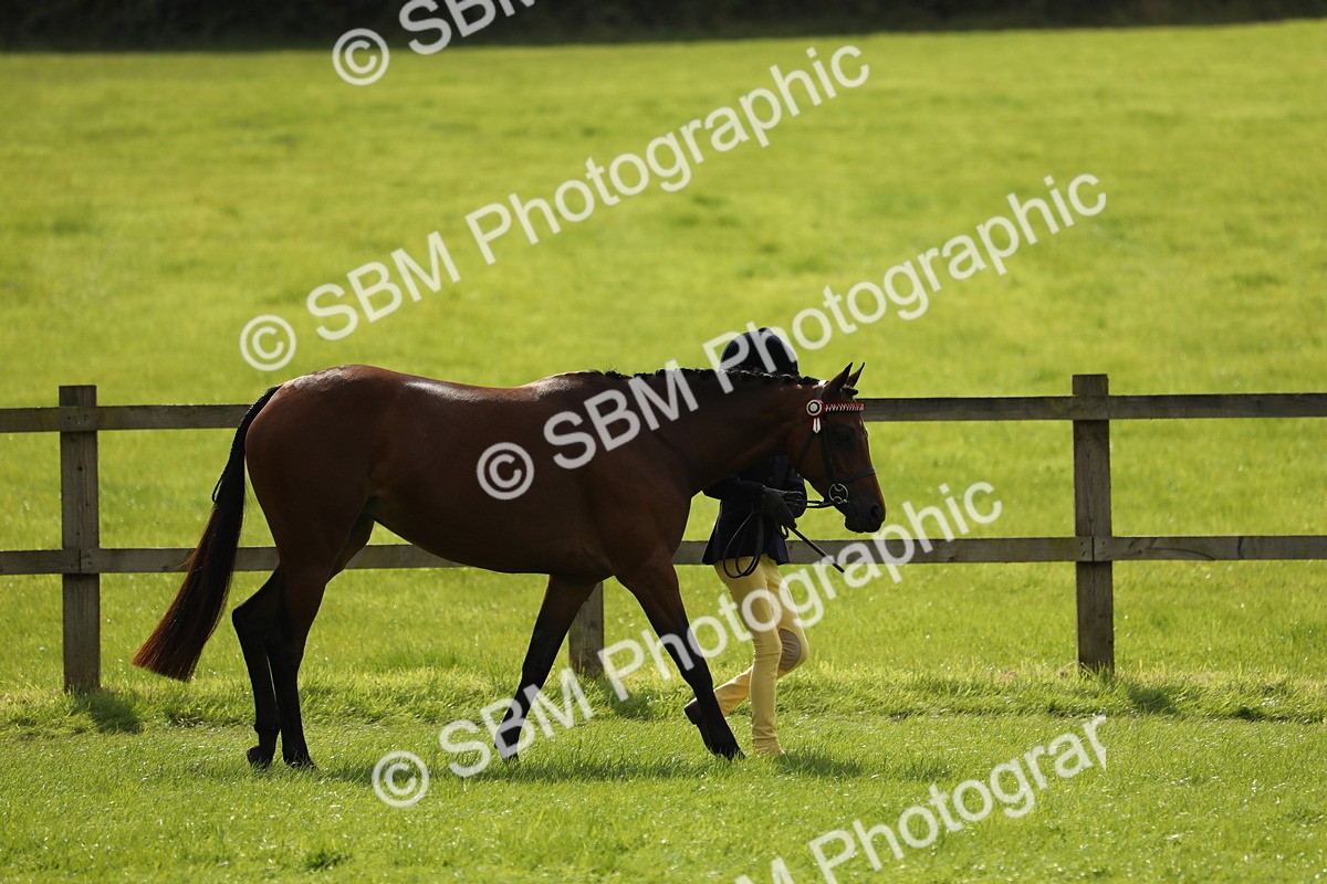 SBM_65564 - S48 - Show Pony & Show Hunter Pony In Hand