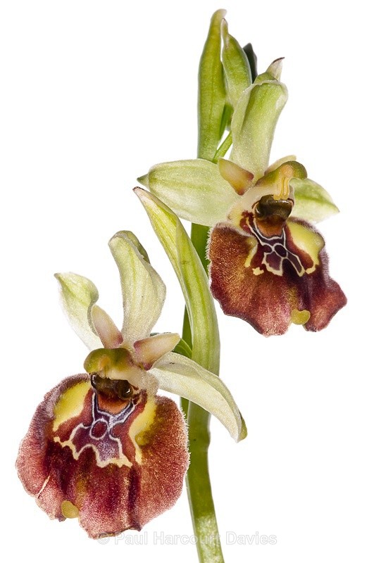  - WB: Orchids - Ophrys