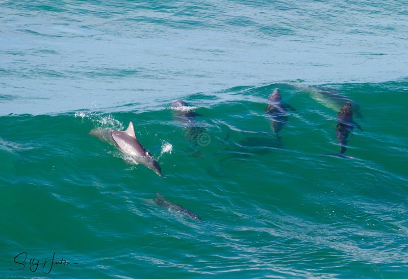 Dolphins in Wave 7